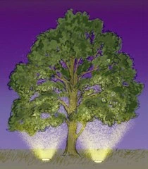 Apollo - 240v - Dark Grey Aluminium IP65 70w Metal Halide 60 Degree Beam Angle Surface Or Spike Mounted Spotlight - Image 5